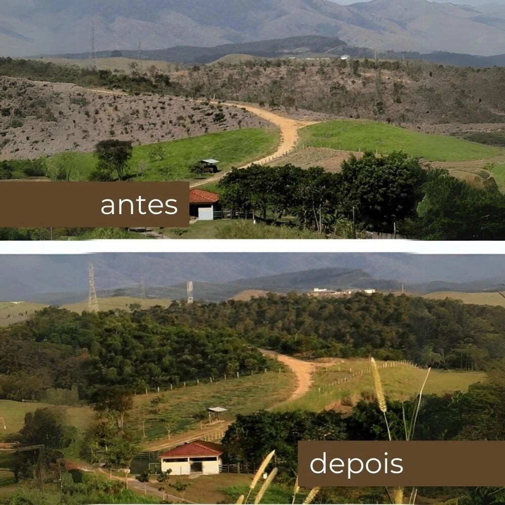 Plante uma Árvore